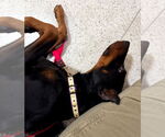 Small #9 Doberman Pinscher