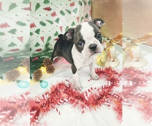 Medium Boston Terrier