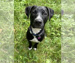 Labrador Retriever-Unknown Mix Dogs for adoption in Minneapolis, MN, USA