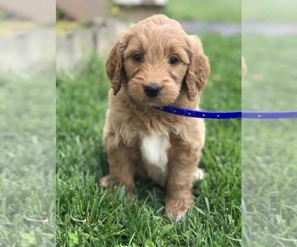 Medium Photo #6 Goldendoodle Puppy For Sale in BOWLING GREEN, KY, USA