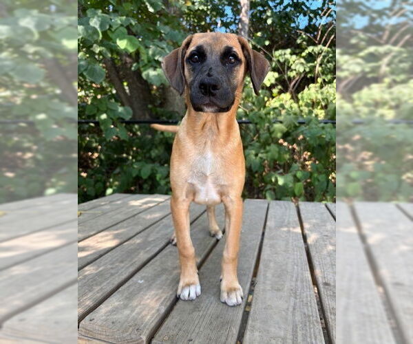 Medium Photo #2 Mutt Puppy For Sale in Elmsford, NY, USA