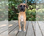 Small #1 Mutt