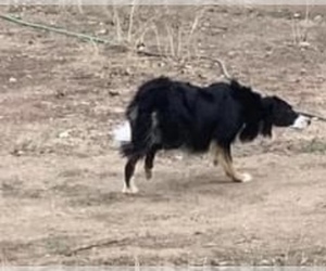 Father of the Border Collie puppies born on 07/26/2023