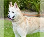 Small Siberian Husky