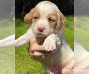 Brittany Puppy for sale in POCONO SUMMIT, PA, USA