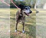 Small Black Mouth Cur-German Shepherd Dog Mix