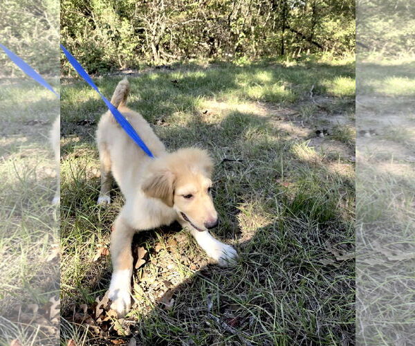 Medium Photo #6 Great Pyrenees Puppy For Sale in Spring, TX, USA