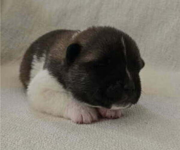 Medium Photo #5 Akita Puppy For Sale in STRAFFORD, MO, USA