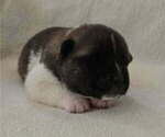 Small #4 Akita
