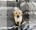 Small Photo #1 Golden Retriever Puppy For Sale in DAWSON, TX, USA