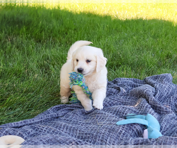 Medium Photo #5 English Cream Golden Retriever Puppy For Sale in SYRACUSE, IN, USA