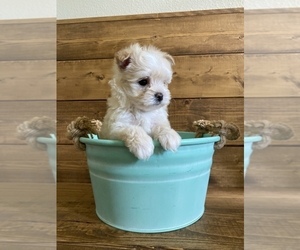 Maltese-Maltipoo Mix Puppy for sale in LITHIA, FL, USA