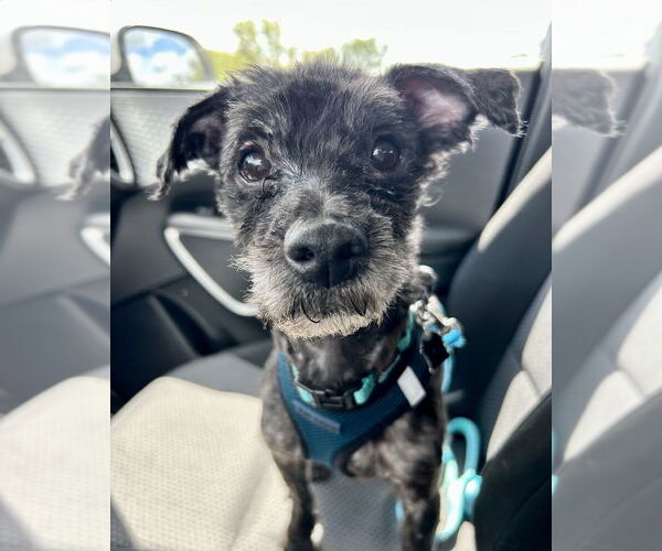 Medium Photo #8 Poodle (Miniature)-Unknown Mix Puppy For Sale in Mundelein, IL, USA