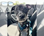 Small #7 Poodle (Miniature) Mix