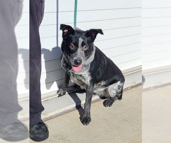 Medium Photo #1 Mutt Puppy For Sale in Louisville, KY, USA