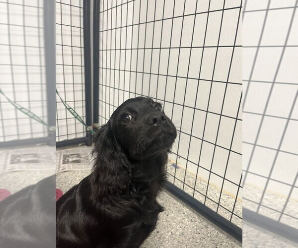 Medium Photo #4 Mutt Puppy For Sale in Candler, NC, USA