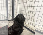 Small #3 Mutt