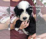 Small Photo #2 Sheepadoodle Puppy For Sale in SHIPMAN, IL, USA