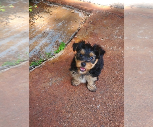 Medium Photo #4 Yorkshire Terrier Puppy For Sale in NEVADA, TX, USA