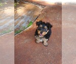 Small #3 Yorkshire Terrier
