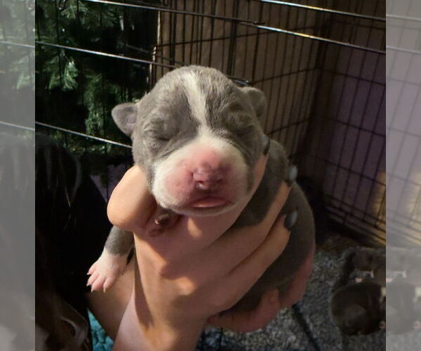 Medium Photo #1 Bullypit Puppy For Sale in Blairsville, GA, USA