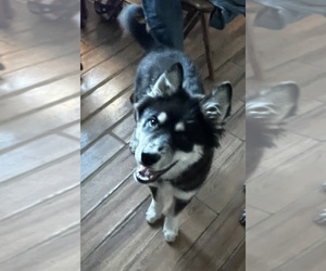 Medium American Pit Bull Terrier-Siberian Husky Mix