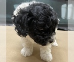 Small Photo #9 Maltipoo Puppy For Sale in JASPER, GA, USA