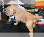 Small Photo #23 Golden Retriever Puppy For Sale in POULSBO, WA, USA