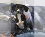 Small #3 Chiweenie