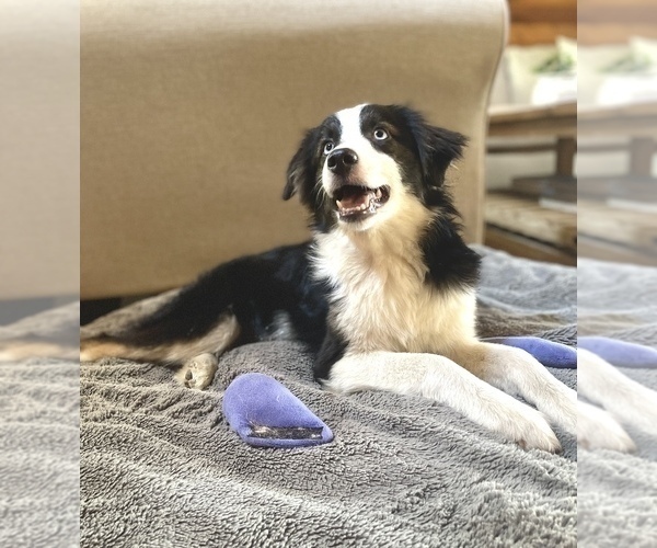 Medium Photo #1 Australian Shepherd Puppy For Sale in ORLANDO, FL, USA