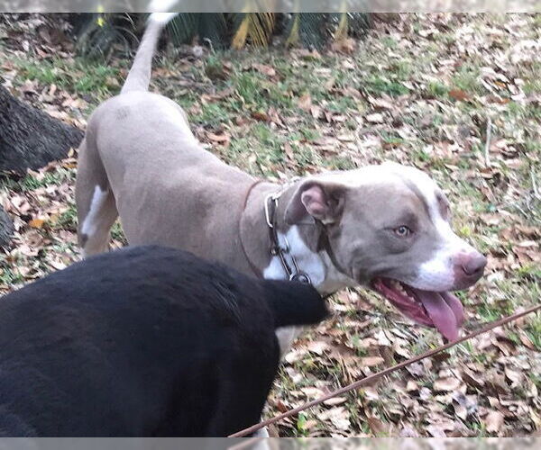 Medium Photo #1 American Pit Bull Terrier Puppy For Sale in Ocala, FL, USA