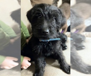 Labradoodle Puppy for sale in DAVENPORT, IA, USA