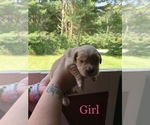Small Photo #8 English Cream Golden Retriever Puppy For Sale in MATTAPOISETT, MA, USA