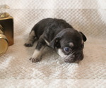 Small #30 French Bulldog