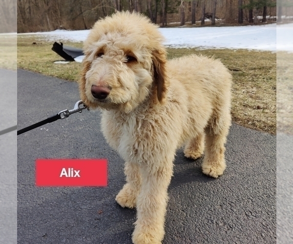 Medium Photo #2 Goldendoodle Puppy For Sale in SELKIRK, NY, USA