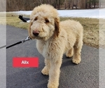 Small Photo #2 Goldendoodle Puppy For Sale in SELKIRK, NY, USA