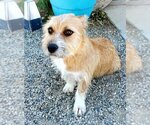 Small Photo #2 Mutt Puppy For Sale in Santa Clarita, CA, USA