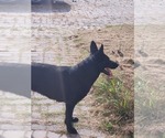 Small Photo #1 German Shepherd Dog Puppy For Sale in BEAVERDAM, VA, USA