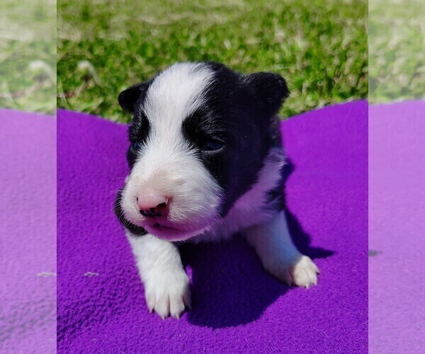 Medium Photo #17 Border Collie Puppy For Sale in NORBORNE, MO, USA