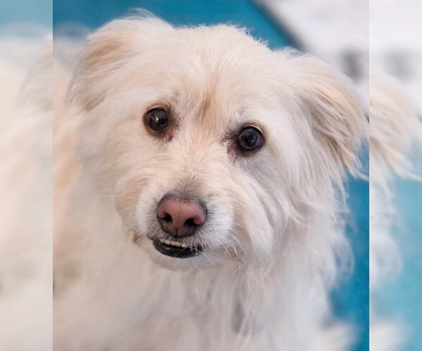 Medium Photo #8 Mutt Puppy For Sale in Chino Hills, CA, USA
