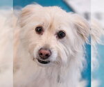 Small Photo #8 Mutt Puppy For Sale in Chino Hills, CA, USA