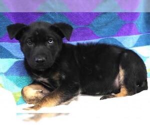 Mutt Dogs for adoption in Thief River Falls, MN, USA