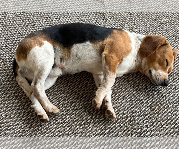 Medium Photo #5 Beagle Puppy For Sale in Dunnellon, FL, USA