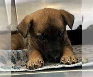 German Shepherd Dog-Unknown Mix Dogs for adoption in San Andreas, CA, USA