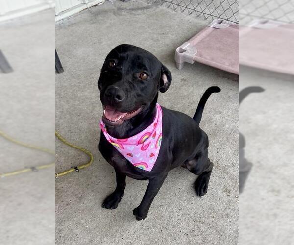 Medium Photo #3 Labrador Retriever-Unknown Mix Puppy For Sale in Conroe, TX, USA