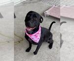 Small #2 Labrador Retriever Mix