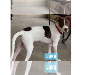 Luka (TX) - Male Labrador Retriever-Unknown Mix Dog for Adoption - Photo #5