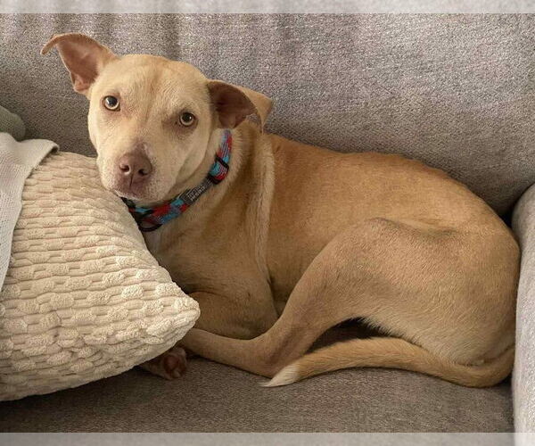 Medium Photo #38 Mutt Puppy For Sale in New York, NY, USA