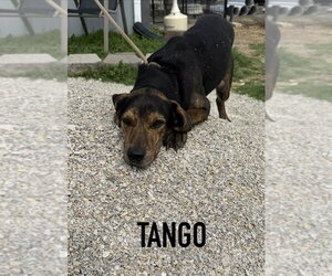 Mutt Dogs for adoption in Evansville, IN, USA