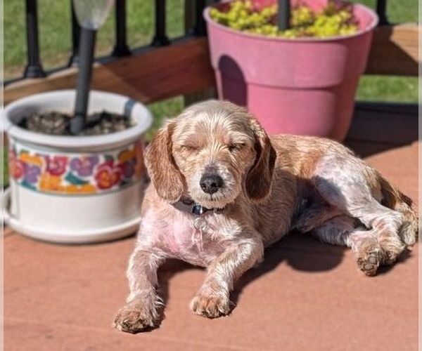 Medium Photo #2 Dachshund-Unknown Mix Puppy For Sale in Arlington, VA, USA